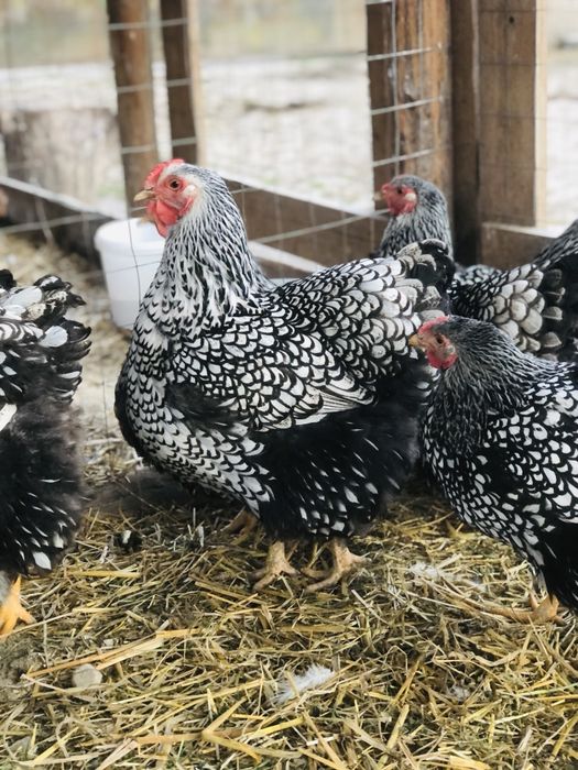 Wyandotte Argintiu talie mare