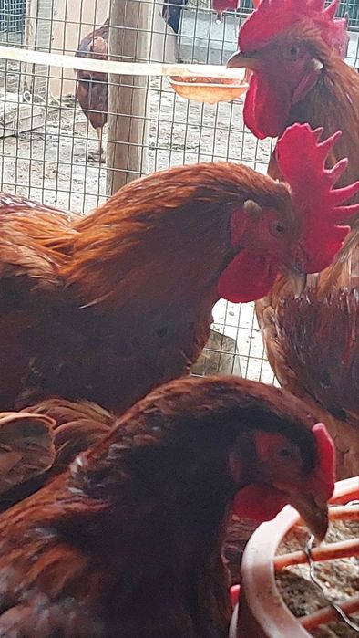 Корейская порода Ханхяп инкубационный тухумлари сотилади