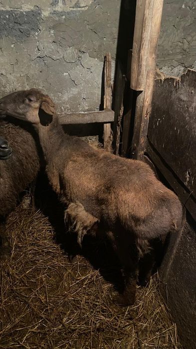 қой тоқтылар сатамын