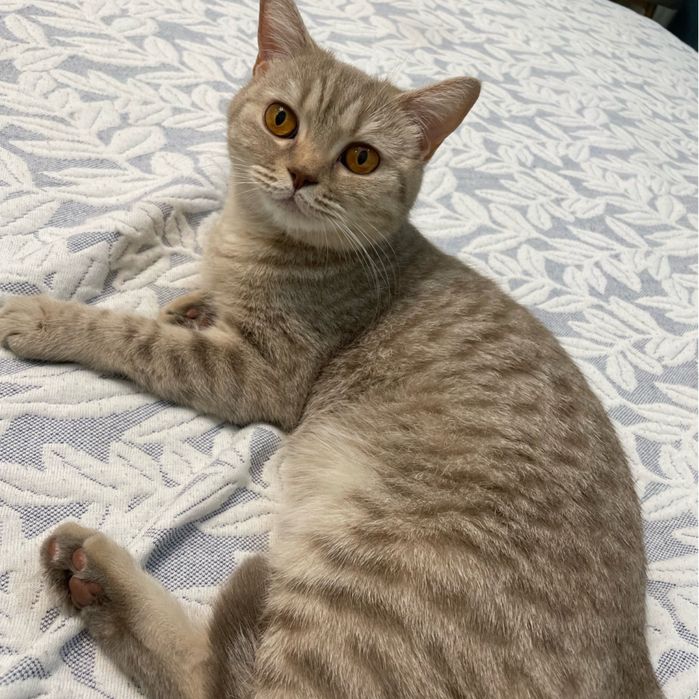 Отдам британскую кошку