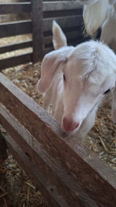 Продавам малки ярета българска бяла млечна