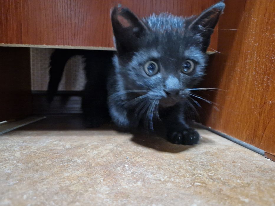 Отдам котёнка в добрые руки мальчик