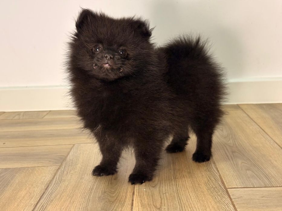 Vand fetita pomeranian
