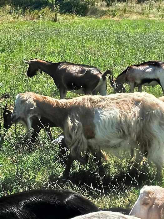 Продавам кози в с. Гълъбник