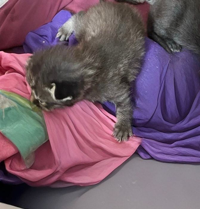 отдаю в добрые руки