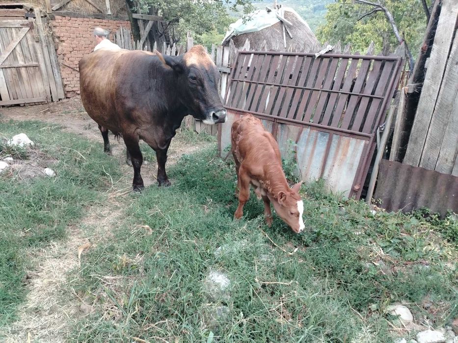 Vaca cu vițel de vanzare