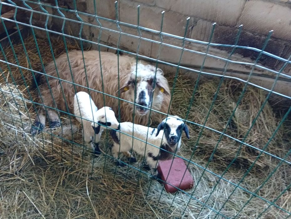 Vând oaie țurcană cu doi miei fătată de câteva zile