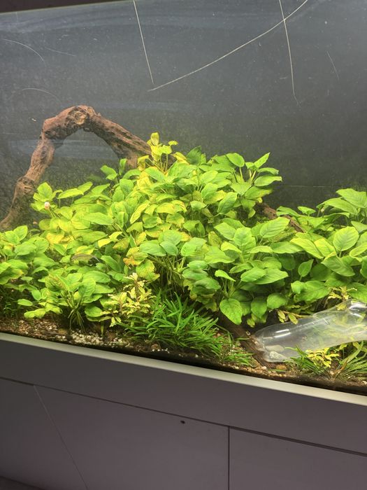 Растения для аквариума