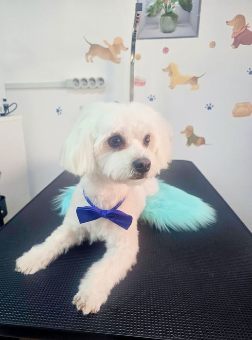 Coafura Canină & Frizerie