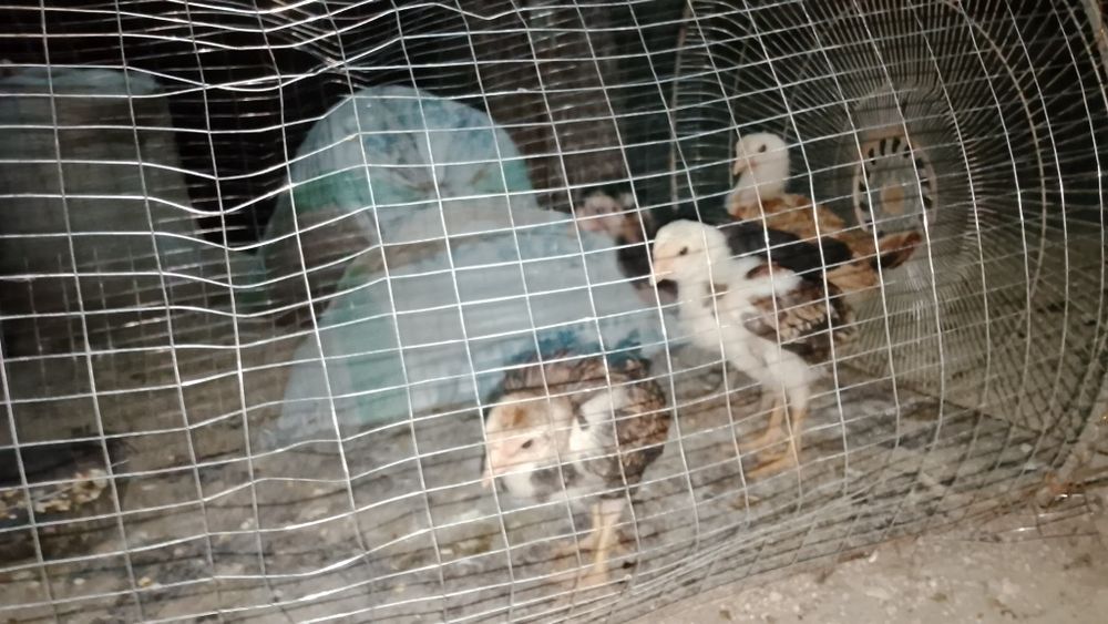 Dakan jujasi ikta xuroz ikkita mokyoni bor