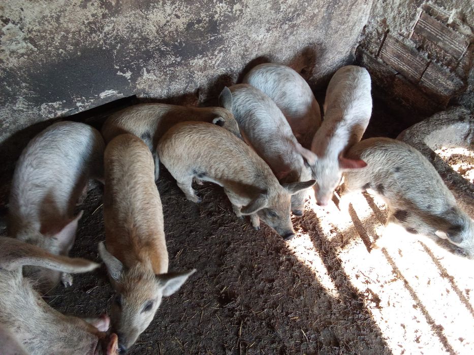 Прасенца отбити 150лв 180лв 200лв