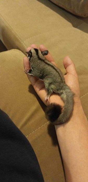 Летяща катерица женска