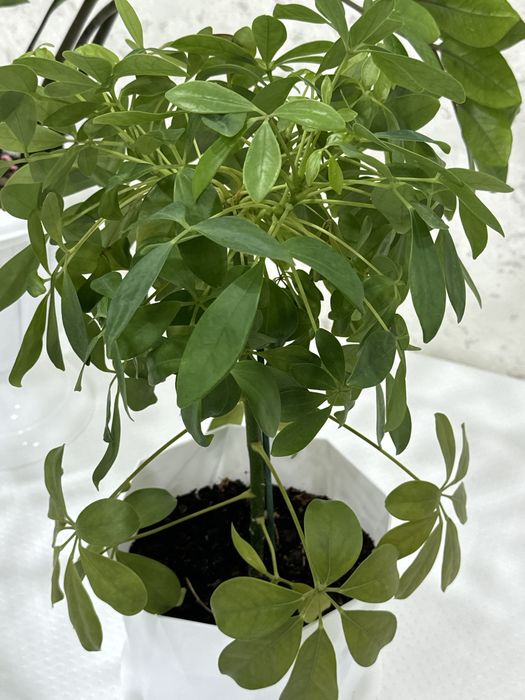 шефлер комнотные расстения