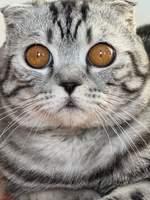 Шотландский Барсик