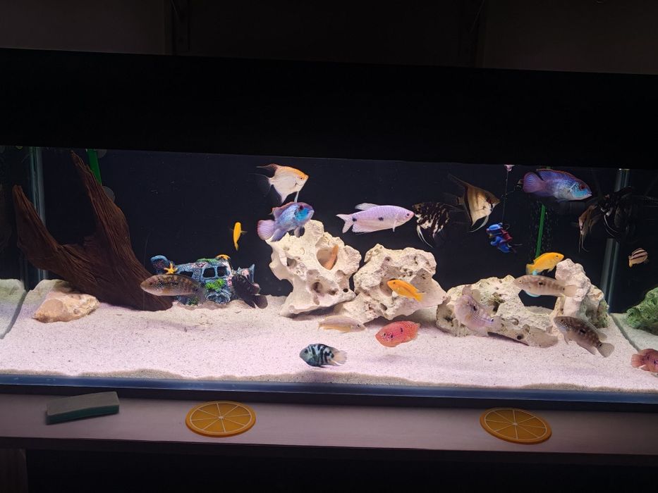 Vând acvariu complet