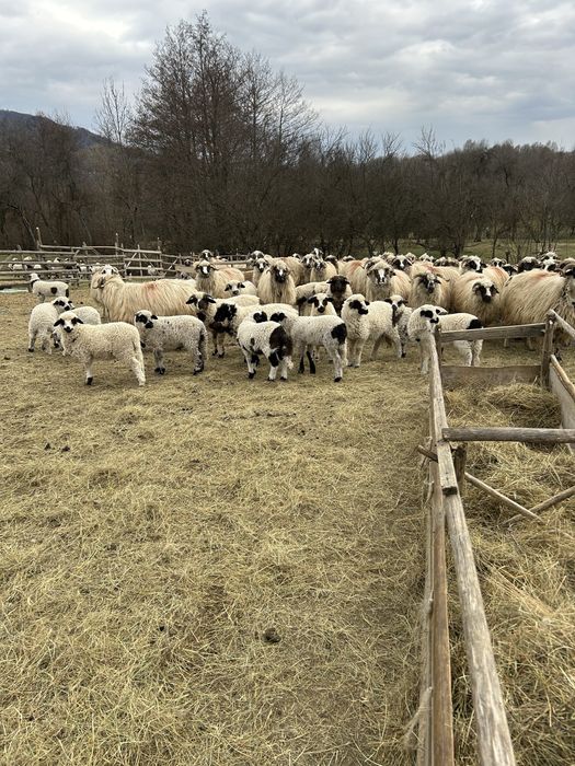 Vand 100 de oi cu miei dupa ele