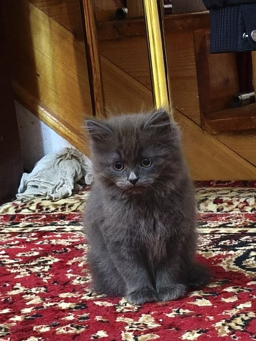 Scottish mushuklar sotiladi