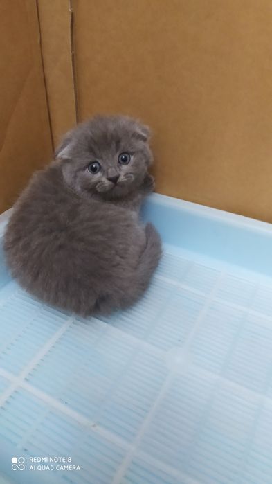 Шотландские Вислоухие котята Фолд