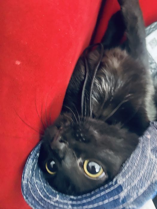 Потерялся котенок