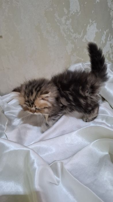 Котенок девочка шотландская