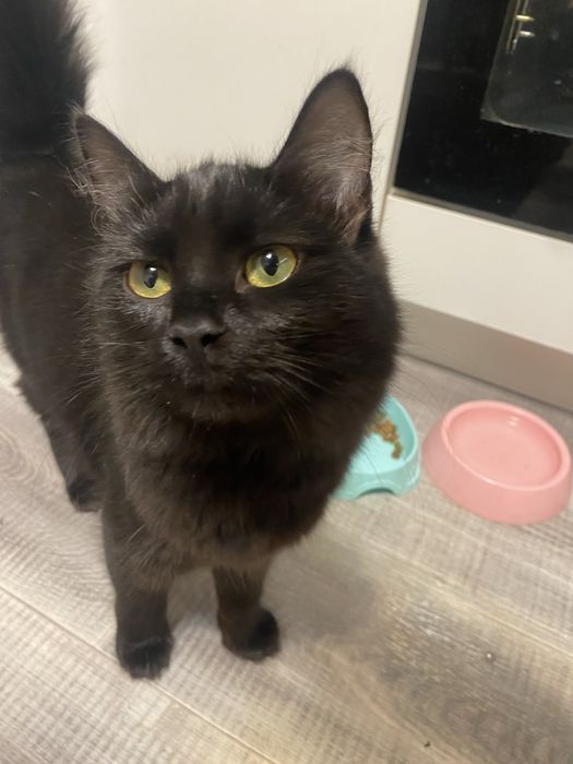 Отдам в кошку в хорошие руки