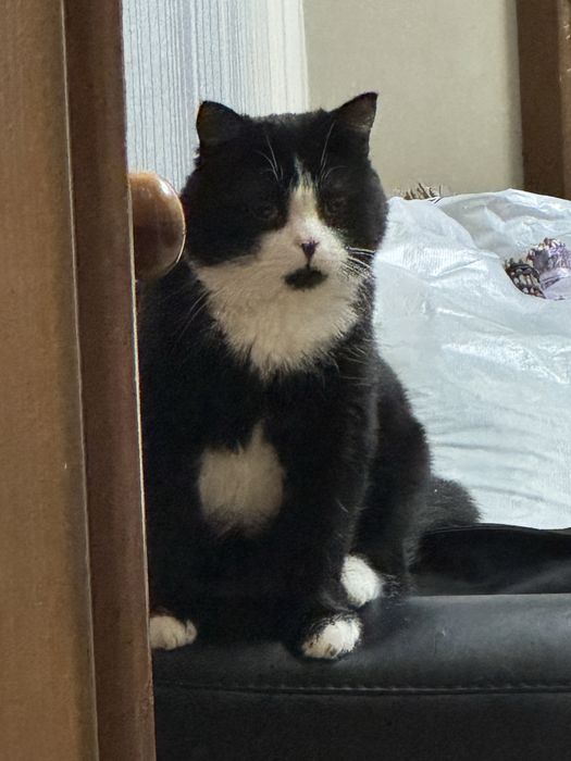 Отдам в хорошие, добрые  руки ,