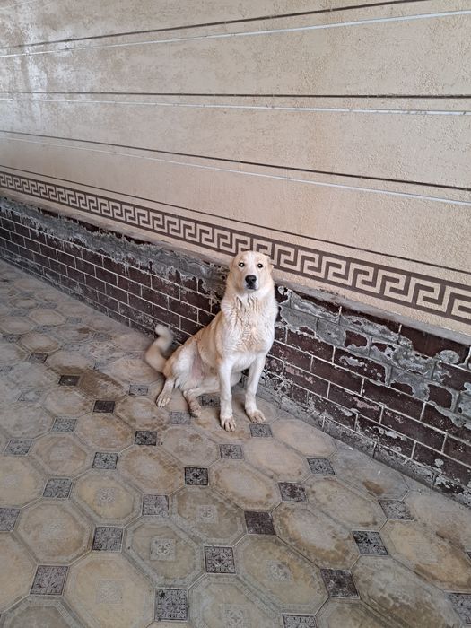 Алабай ит бір жылдық