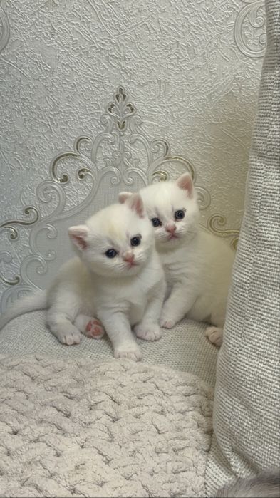 Элитные шотландские котята