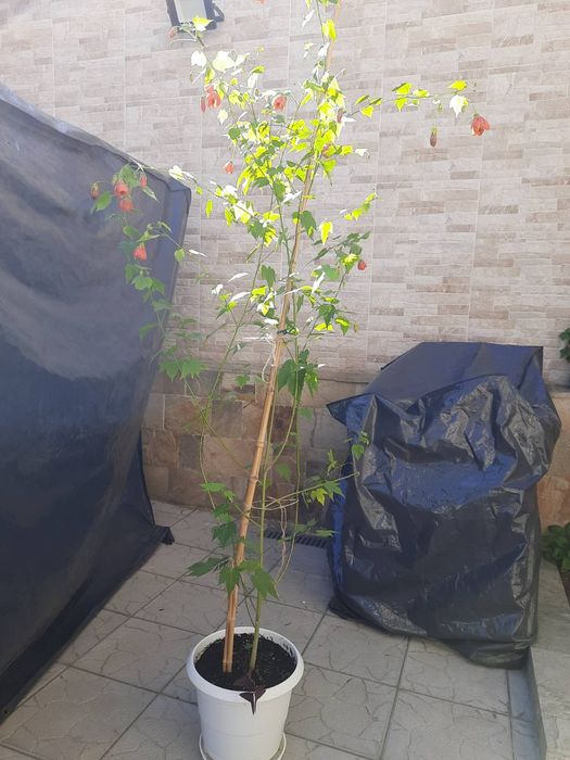 Абутилон-Callianthe picta