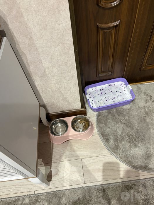 Кошка продаеться британская тоза