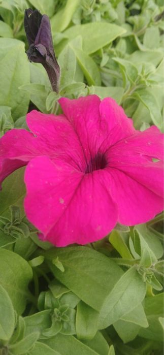 Цветы петунья и ТД.