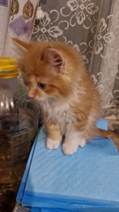 5тыс.Котенок.пушистик2м.