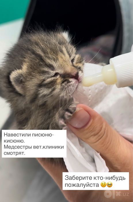 Котенок около 2 недель