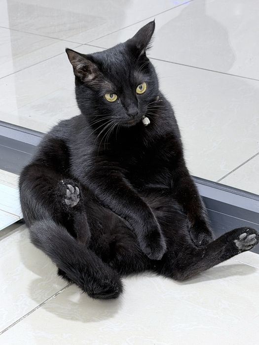 Кошка в добрые руки