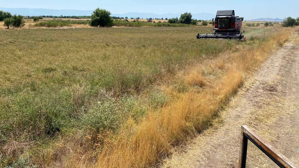 Семе люцерна реколта 2025 сорт Плевен 6 и обнова 10