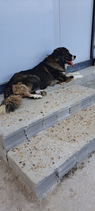 Каракачански кучанца