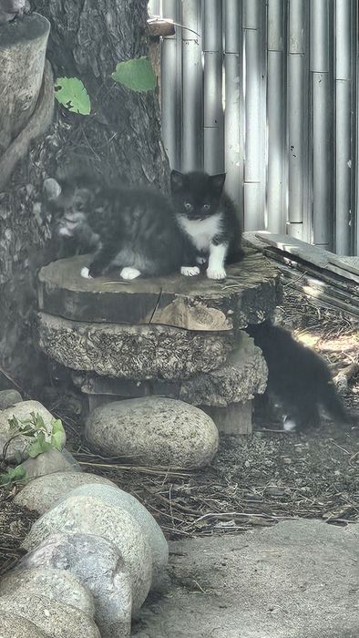 Котята. Коты. Кошки. Дети кошки