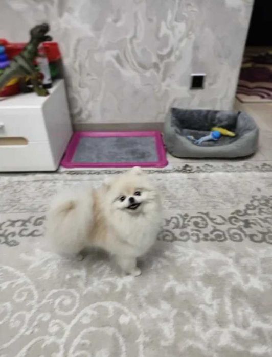 Отдадим в добрые руки нашего малыша