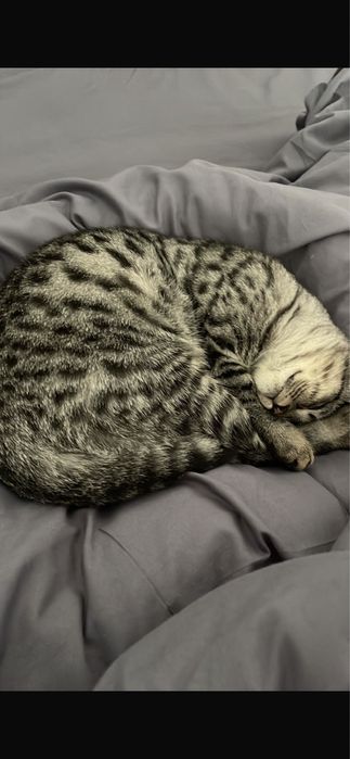 Отдадим котенка в хорошие руки