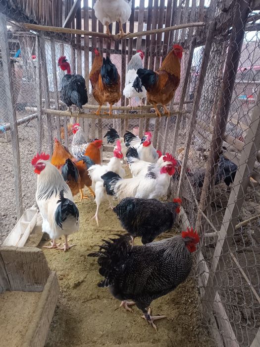 Vând găini si cocoși