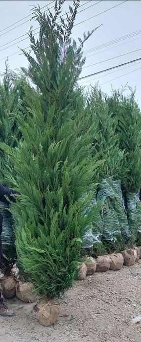 Leylandy cupressocyparis (tuia leylandii)