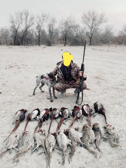 Курцхаар курцхаар