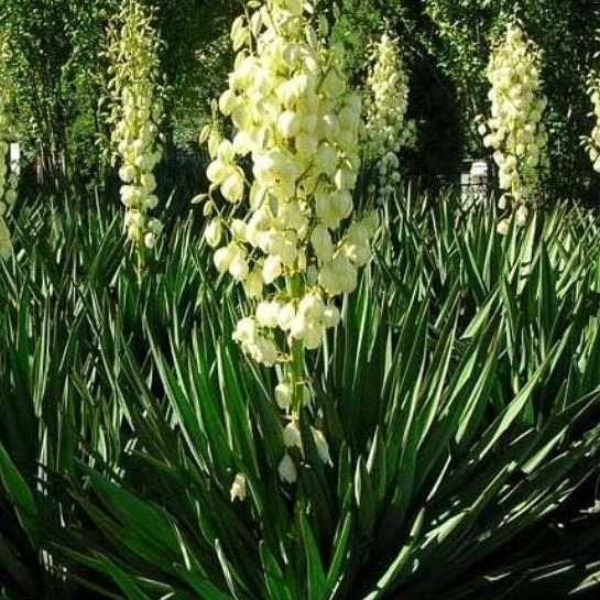 Продам саженцы юкки