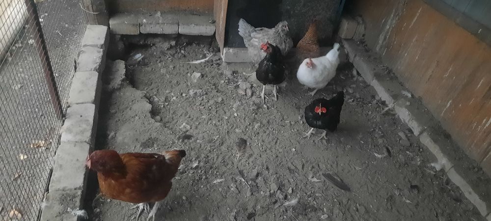 Продам домашние куры