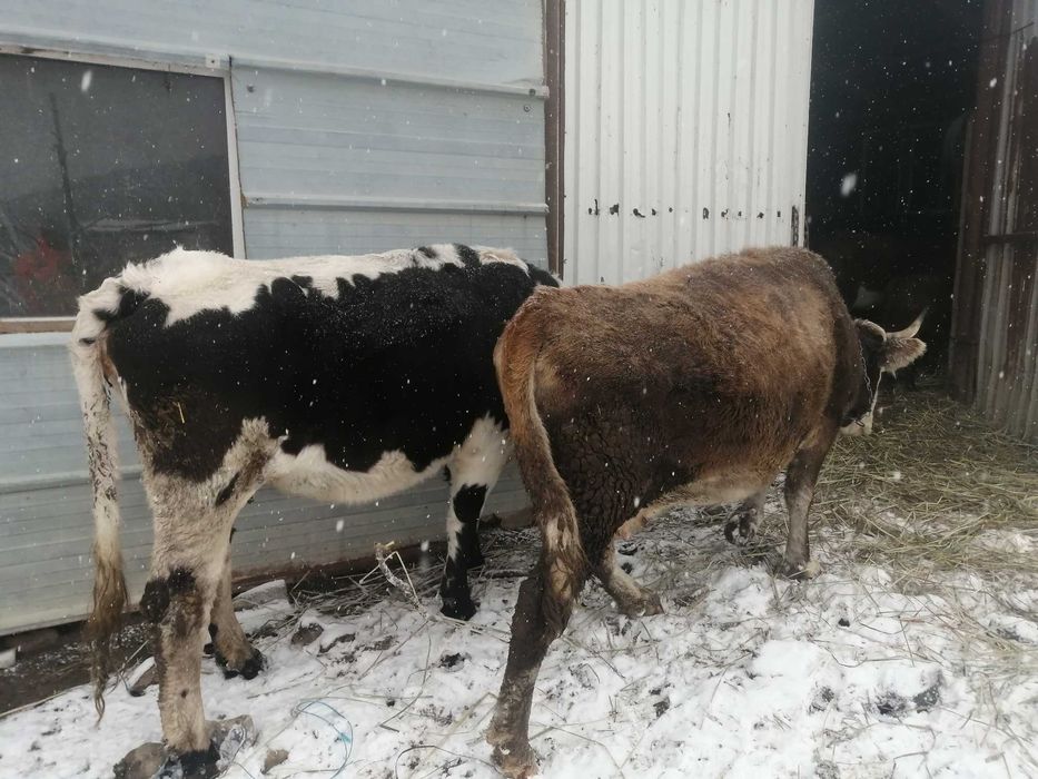 SUPER OFERTA Vaca tanara buna de tinut