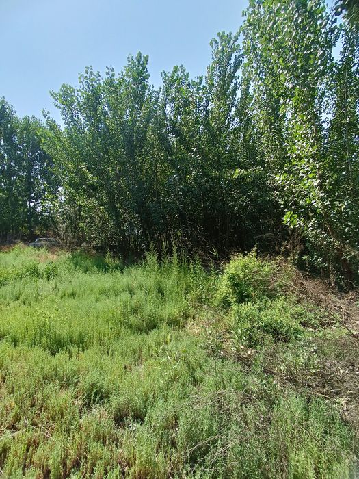 Yer sotiladi 25 sotix +1400 ta terak