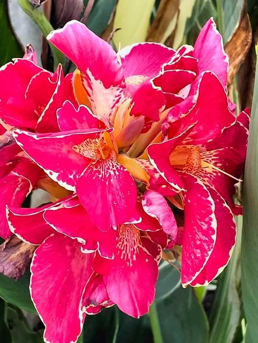 Vând rizomi canna indica