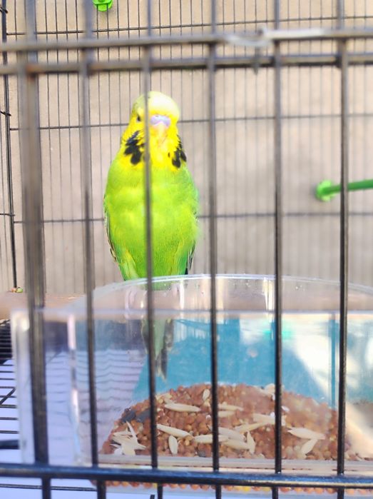 Говорящий попугай