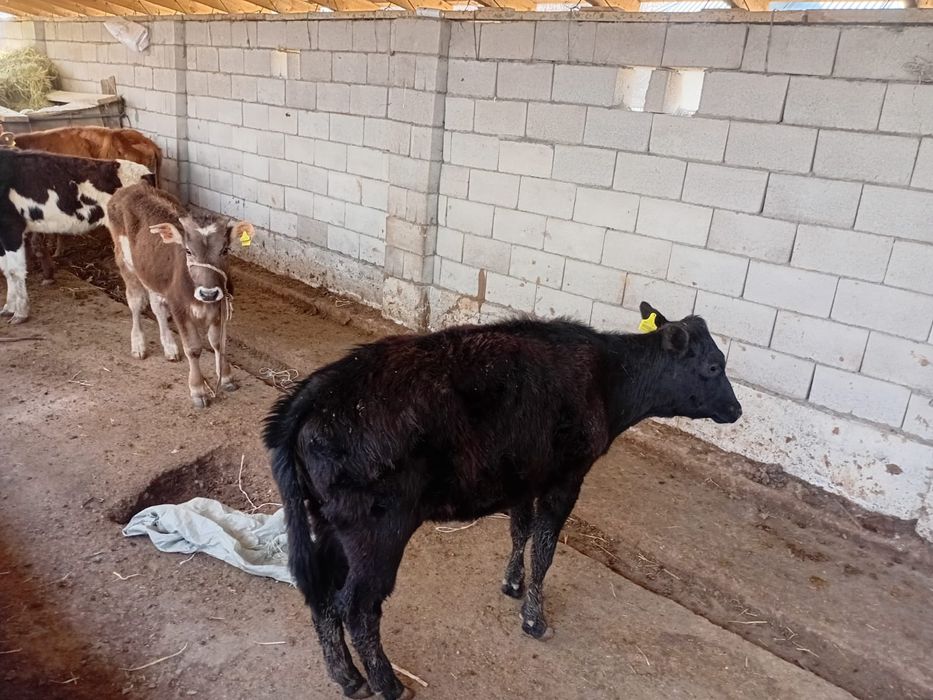 Ургашы бузалар сатылады