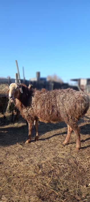Кошкар эдылбай молодой